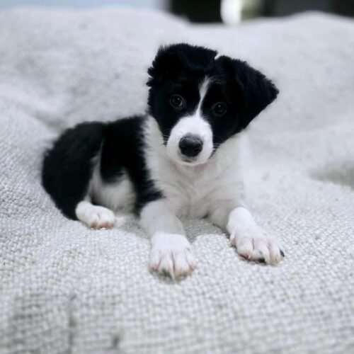 Milo