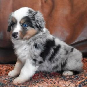 Molly